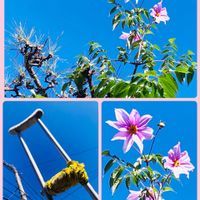 皇帝ダリア,マツ,今日のお花,My diary☆,土曜はお空の発表会の画像