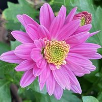 #ガーデニング,ピンクワールドへ ようこそ,エクステリアの画像