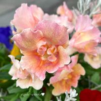 キンギョソウ・トゥイニー,花のある暮らし,お散歩写真,お花が好き♡,綺麗なお花の画像