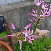 ネリネ,ダイヤモンドリリー,花のある暮らし,スマホ撮影,癒やしの画像