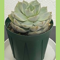 サボテン,多肉,白牡丹,花のある暮らし,新しい仲間の画像