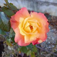 バラ・ミニバラの画像