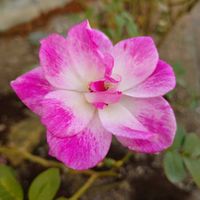 バラ・ミニバラの画像