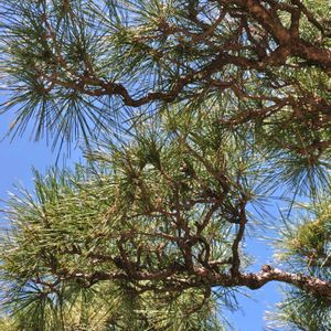 マツ,マツ,マツ,マツ,✨今日のお花✨の画像