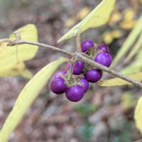 コムラサキ,コムラサキ,ムラサキシキブ,ムラサキシキブ,ヤブムラサキの画像