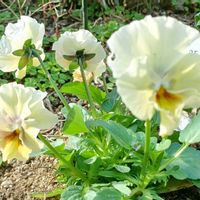 パンジー,フリル咲き小輪パンジー ペルクレア,庭の画像