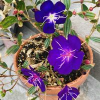 ノボタン,花のある暮らしの画像