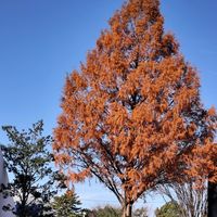 ギョリュウバイ,メタセコイア紅葉,オニキスマジックオレンジ,チーム愛知,すずガーデンの画像