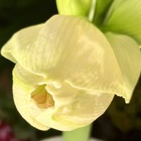 アマリリス,アマリリス,球根植物,白い花,癒しの画像