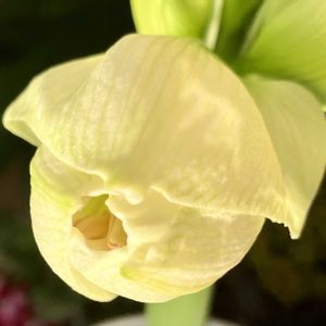 アマリリス,アマリリス,球根植物,白い花,癒しの画像