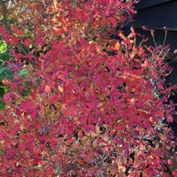 ドウダンツツジ,ドウダンツツジ,マイペースに,心穏やかに♡,明るく前向きにの画像