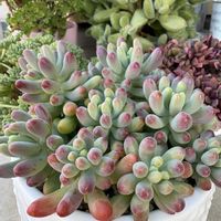 セダム,乙女心,乙女心,熊童子,熊童子の画像