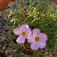 オキザリス ペンタフィラ,オキザリス ペンタフィラ,鉢植え,小さな庭の画像