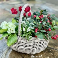 アリッサム,ガーデンシクラメン,プリムラ　ジュリアン,チェッカーベリー,シルバーレースの画像