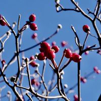 ハナミズキ,ハナミズキ,落葉小高木,小さな庭の画像