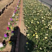 ガザニア,オステオスペルマム,ビオラ・パンジー,今を生きる,チーム千葉✿︎の画像