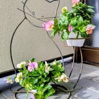 ビオラ,鉢植え,ガーデニング,一年草,胸キュンの画像