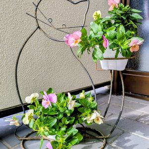 ビオラ,鉢植え,ガーデニング,一年草,胸キュンの画像