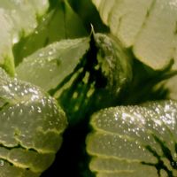 ハオルチア楊貴妃,ハオルチア属,多肉ちゃん,ボタニカルライフ,ベランダーの画像