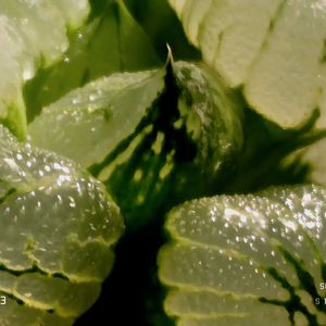 ハオルチア楊貴妃,ハオルチア属,多肉ちゃん,ボタニカルライフ,ベランダーの画像