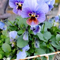 ネリネ,ビオラ,メゾンドビオラ　グランブルー,花のある暮らし,冬の庭の画像