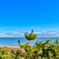 マツ,マツ,マツ,イチョウ,イチョウの画像