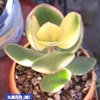 花月,丸葉花月錦,ダイソー,植物男子ベランダー,ベランダの画像