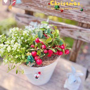 アリッサム,シロタエギク,チェッカーベリー,寄せ植え,クリスマスの画像