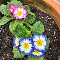 プリムラ　ジュリアン,プリムラ　ジュリアン,TANIKU MY LOVE,いいねありがとうございます♪,老眼ですみませんの画像