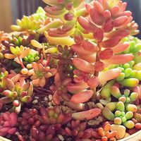 オーロラ,虹の玉,多肉寄せ植え,ベランダの画像