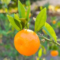 ミカン,果実,神社,季節の花,花のある暮らしの画像