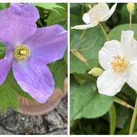 シラネアオイ,シラユキケシ,ｼﾗﾕｷｹｼ,ｼﾗﾈｱｵｲ,大温室の画像