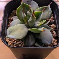 ハイビスカス,パラグアイエンセ,あかべ,アガベ属,あがべの画像