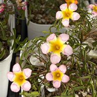 オキザリス,秋咲きオキザリス,秋咲きオキザリス,Oxalis Vilya,Oxalis Vilyaの画像