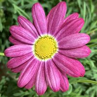 マーガレット,マーガレット,癒される,瑞々しい,鮮やかな色の画像