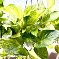 ポトス,サトイモ科,斑入りポトス,テルノロビン,ポトス テルノロビンの画像