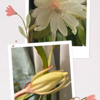 ゲッカビジンの画像