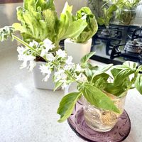 バジル,サラダ菜,葉牡丹水挿し,キッチンガーデン,冬を楽しむの画像