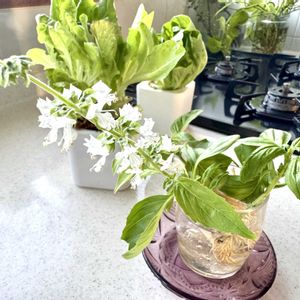 バジル,サラダ菜,葉牡丹水挿し,キッチンガーデン,冬を楽しむの画像