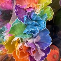 カーネーション,カーネーション,葉牡丹,ミニ葉牡丹,レインボーカーネーションの画像