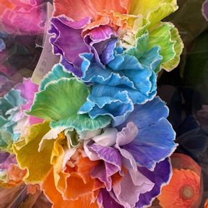 カーネーション,カーネーション,葉牡丹,ミニ葉牡丹,レインボーカーネーションの画像