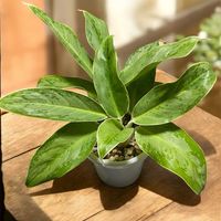 アグラオネマ,ホワイトステム,ホワイトステム,⭐︎アグラオネマ属,アグラオネマ•ホワイトラインの画像