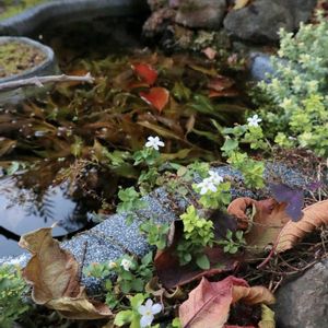 マユミ,流木で,ヘリクリサム ライムミニ,ビオトープ,おうち園芸の画像