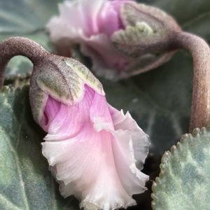 シクラメン,シクラメン,窓辺の画像