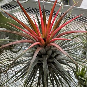 チランジア,イオナンタ,エアプランツの画像