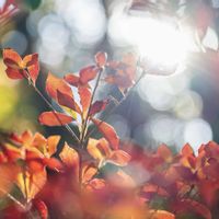 ドウダンツツジの画像