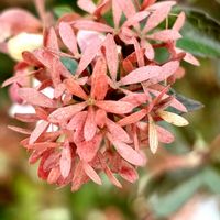 アベリア,おひさまの画像