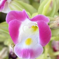 トレニア,トレニア,トレニア,トレニア,iphone11の画像