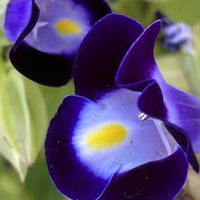 トレニア,トレニア,トレニア,iphone11の画像