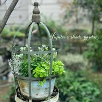 パンジー・ビオラ,ビオラ　アイクルール,すみれ図鑑,寄せ植え,ナチュラルガーデンの画像